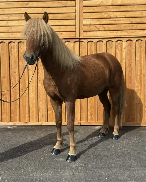 ausgeglichener, ruhiger Wallach in Hengstoptik und Herz aus Gold