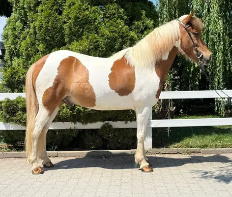 Charmant polyvalent en robe spéciale