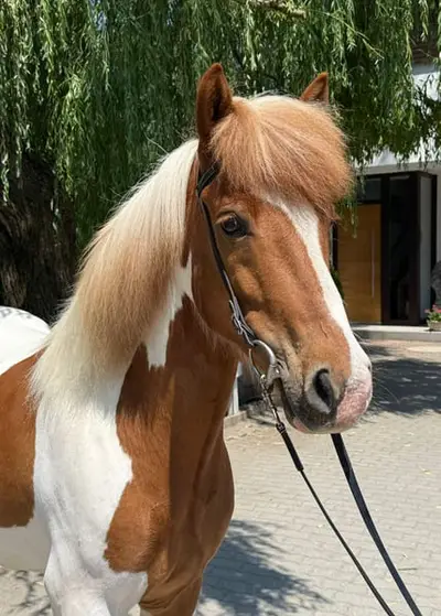 Charmanter Allrounder in Sonderlackierung