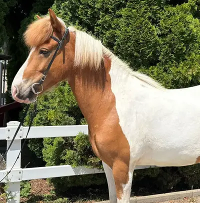 Charmanter Allrounder in Sonderlackierung