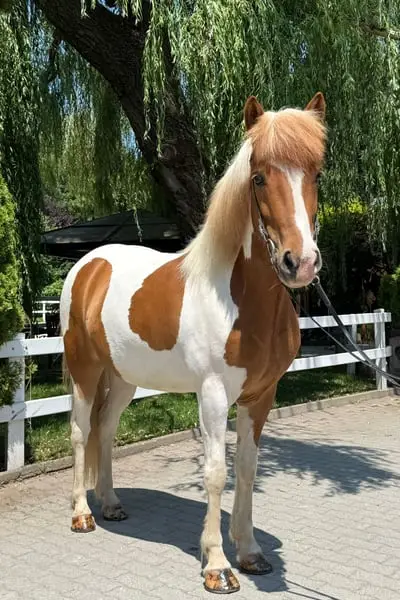 Charmanter Allrounder in Sonderlackierung
