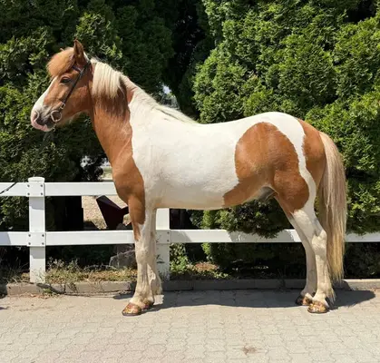 Charmanter Allrounder in Sonderlackierung