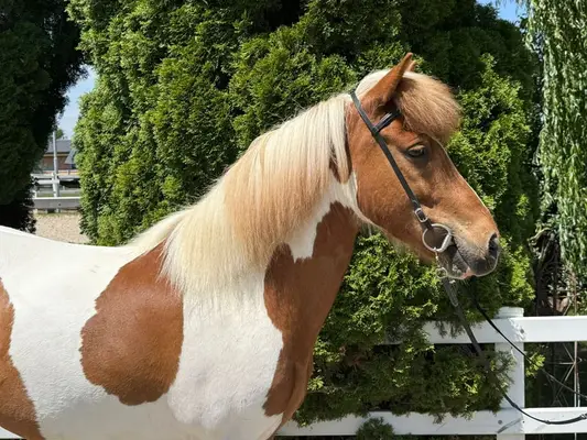 Charmanter Allrounder in Sonderlackierung