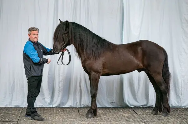 Kanslari frá Hofi - Allures, Apparence, Taille & Caractère