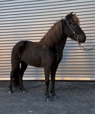 Cheval pour enfants, jeunes, famille, superbes allures et 100 % fiable