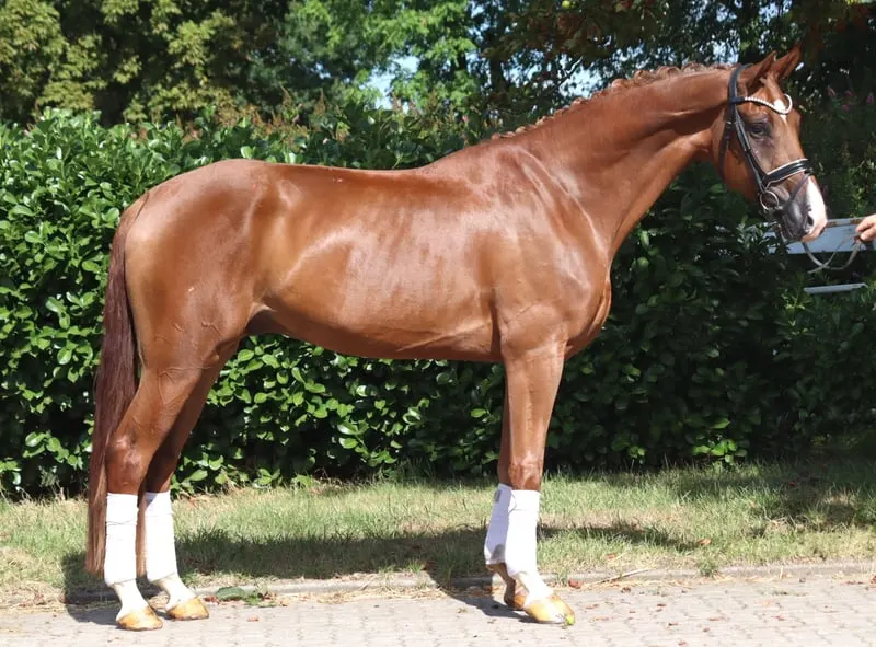 Typvoller 4 jähriger Wallach von Sezuan x Don Frederico