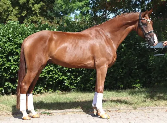 Caballo castrado de 4 años, con mucho tipo, hijo de Sezuan x Don Frederico
