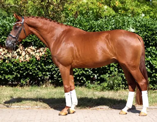 Typvoller 4 jähriger Wallach von Sezuan x Don Frederico