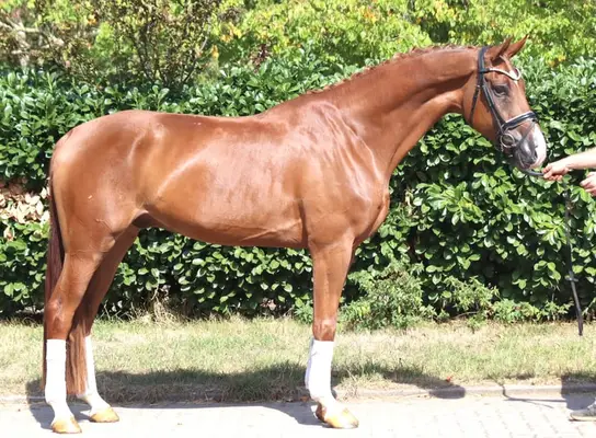 Typvoller 4 jähriger Wallach von Sezuan x Don Frederico