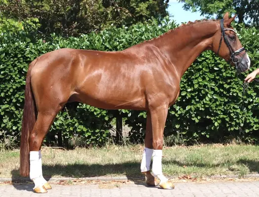 Typvoller 4 jähriger Wallach von Sezuan x Don Frederico