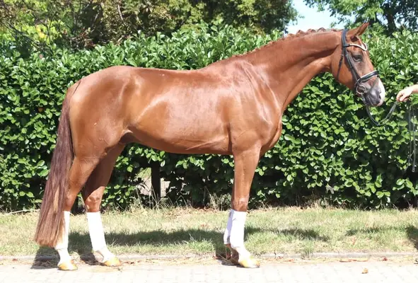 Typvoller 4 jähriger Wallach von Sezuan x Don Frederico