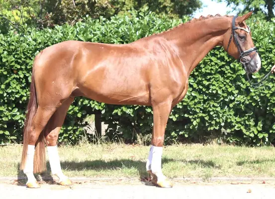 Typvoller 4 jähriger Wallach von Sezuan x Don Frederico