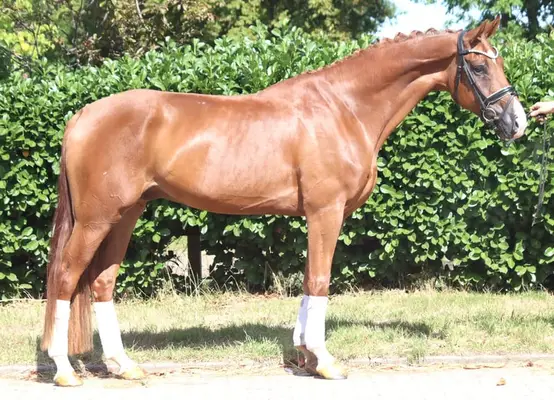 Typvoller 4 jähriger Wallach von Sezuan x Don Frederico