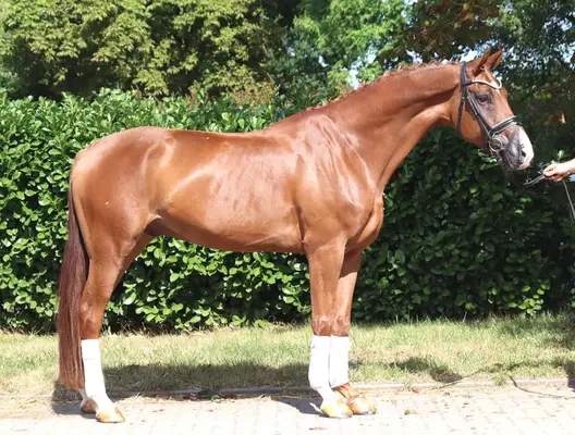 Typvoller 4 jähriger Wallach von Sezuan x Don Frederico