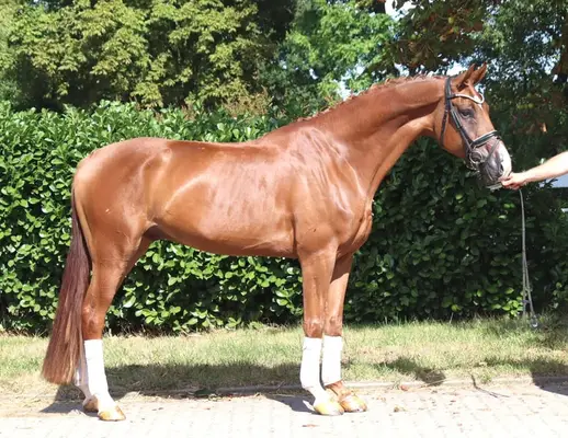 Typvoller 4 jähriger Wallach von Sezuan x Don Frederico