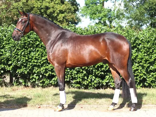 Precioso caballo castrado de 4 años de Finestar x San Amour