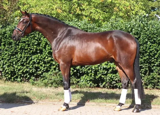 Bildschöner 4 jähriger Wallach von Finestar x San Amour