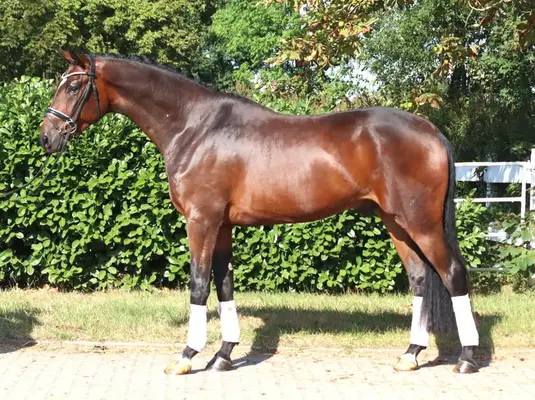 Bildschöner 4 jähriger Wallach von Finestar x San Amour