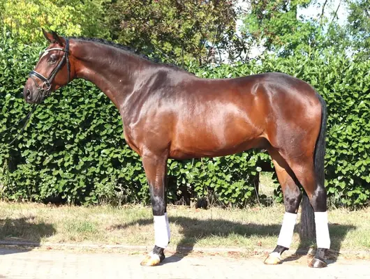 Bildschöner 4 jähriger Wallach von Finestar x San Amour