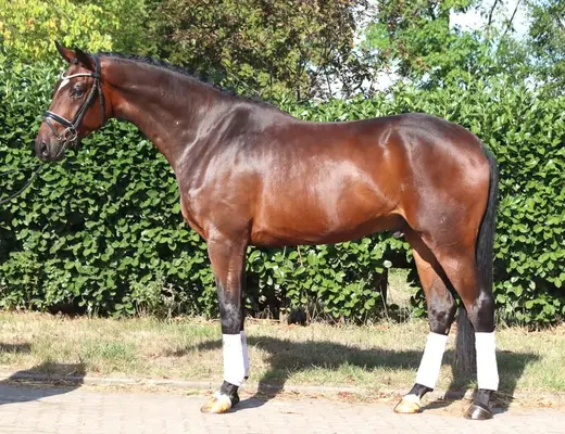 Bildschöner 4 jähriger Wallach von Finestar x San Amour