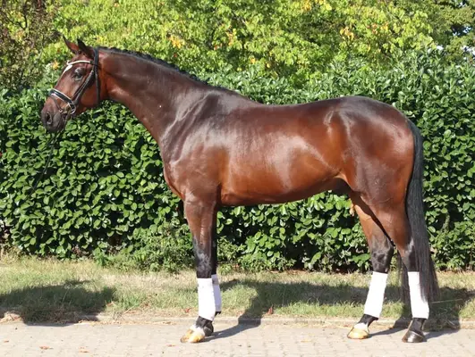 Bildschöner 4 jähriger Wallach von Finestar x San Amour