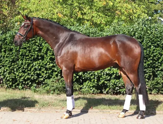 Bildschöner 4 jähriger Wallach von Finestar x San Amour