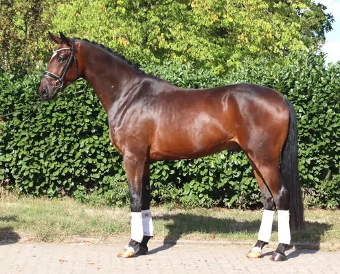 Bildschöner 4 jähriger Wallach von Finestar x San Amour