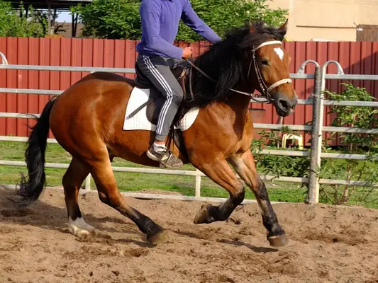Suche Reiter/Reiterin