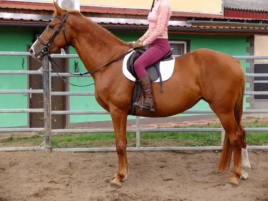 Suche Reiter/Reiterin
