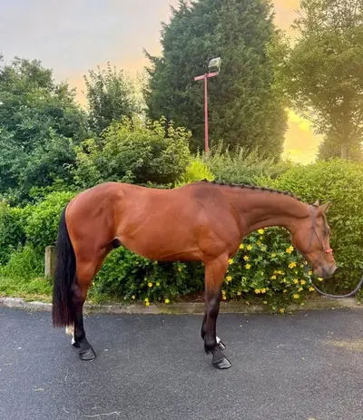 Netter 3-jähriger Wallach Gogh, 1,72 m, sehr gutes Pedigree