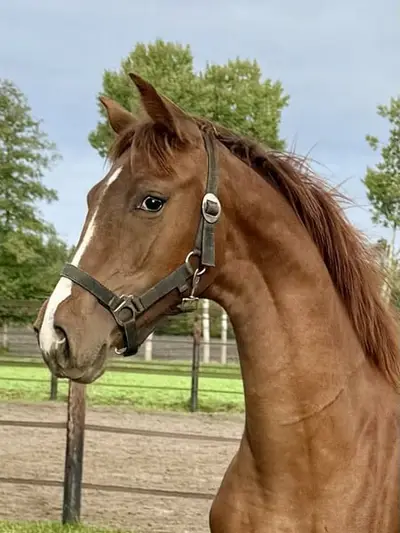 Rarity beautiful filly foal