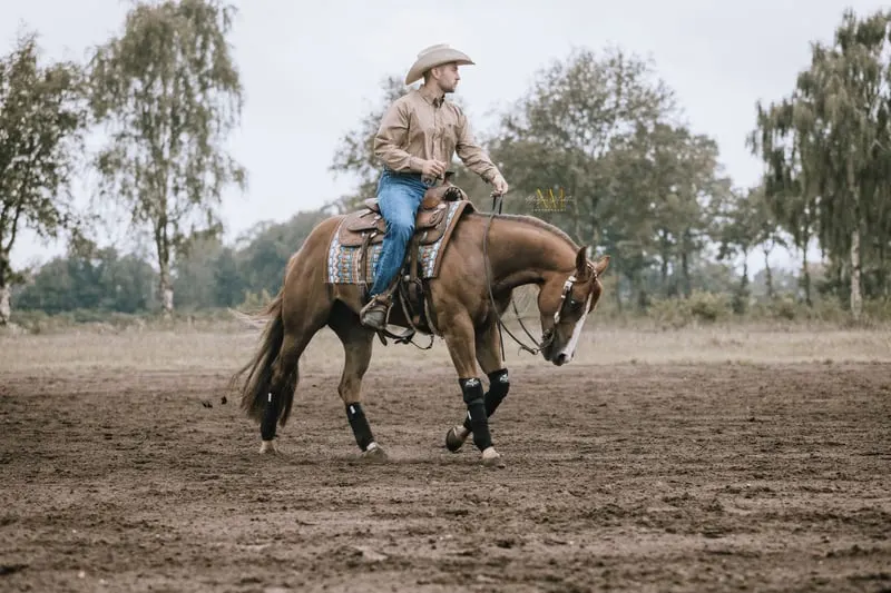 Reitunterricht auf eigenem Pferd o. Schulpferden