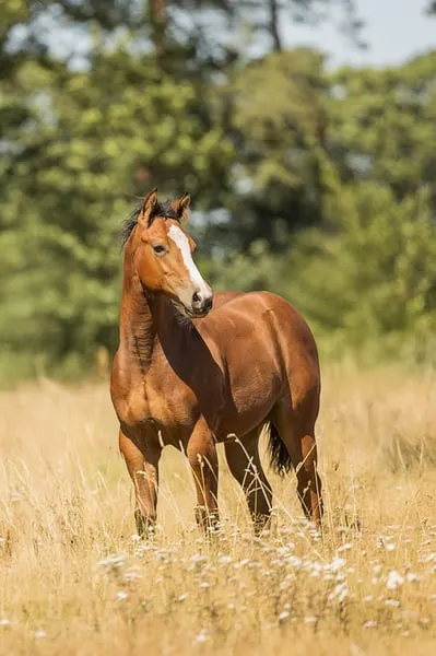 Quarter Horse / QH / Lilly
