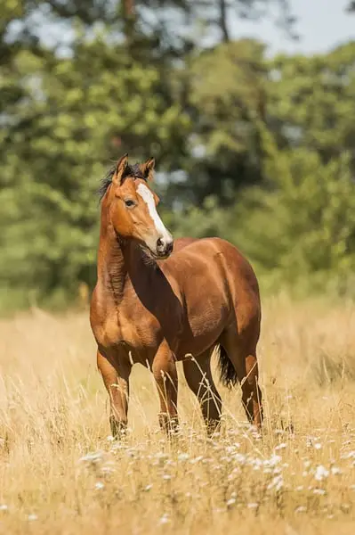 Quarter Horse / QH / Lilly