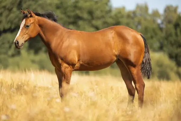 Quarter Horse / QH / Lilly