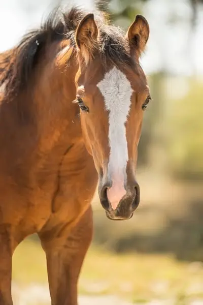 Quarter Horse / QH / Lilly