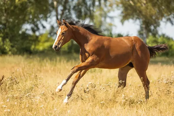 Quarter Horse / QH / Lilly