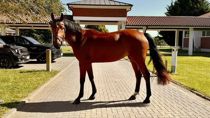 5-jährige Stute für den internationalen Sport / Hunter Prospect
