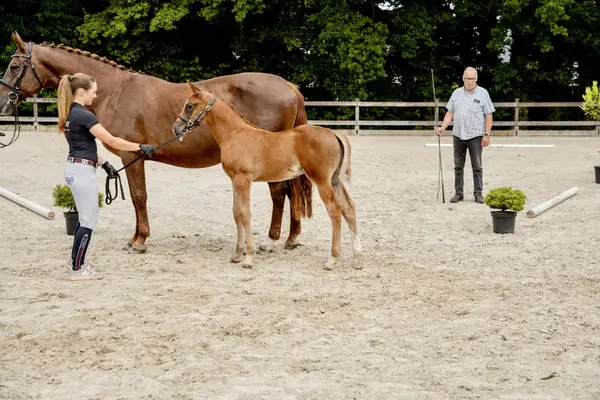 Hengstjährling aus erfolgreichem Mutterstamm