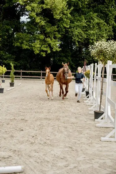 Hengstjährling aus erfolgreichem Mutterstamm