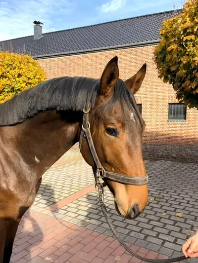 2-jähriger Hengst von Dourkhan Hero aus erfolgreicher Mutterlinie