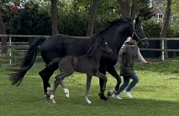 Movement-Strong Bon Esprit Stallion Foal in Black Coat