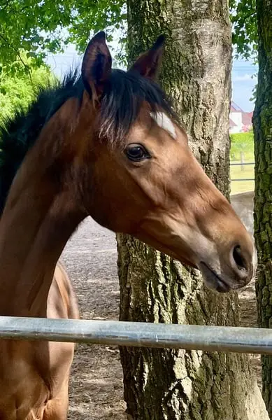 Tolle Bon Esprit Jährlingsstute zu verkaufen