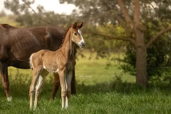 Charming Stallion Prospect for Sale
