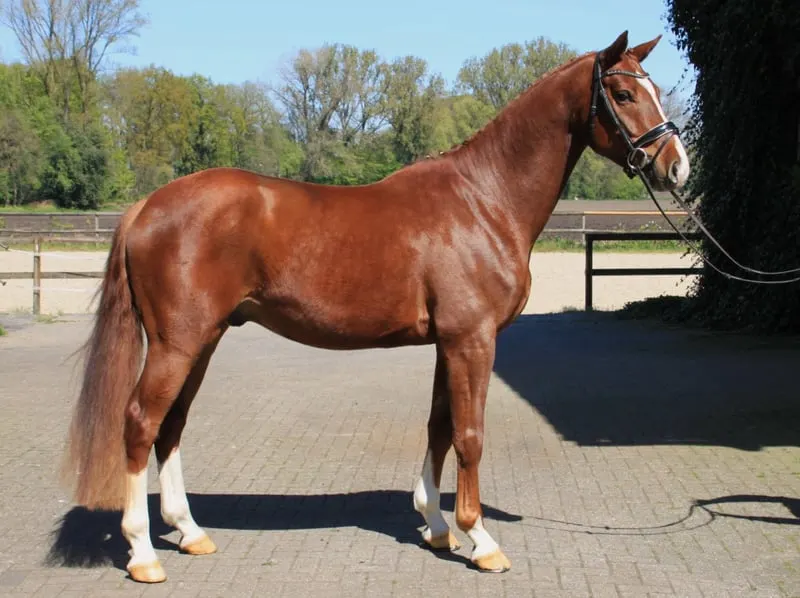 4j. Westfalen-Wallach, 1.66m, V. Sky - VM. Belissimo - Weltmeyer