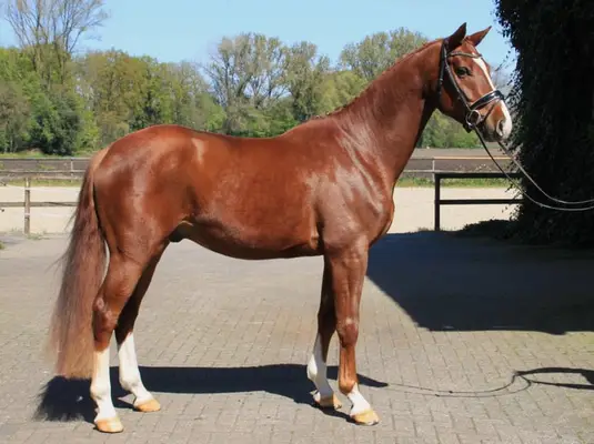 4j. Westfalen-Wallach, 1.66m, V. Sky - VM. Belissimo - Weltmeyer