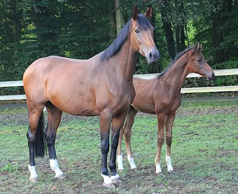 "Django" Hengstfohlen, V. Dynamite - VM. Va´Pensiero - Florestan