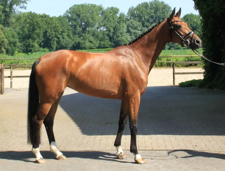 6j. Stute, 1.64m, V. Fürst Samarant - VM. Franziskus