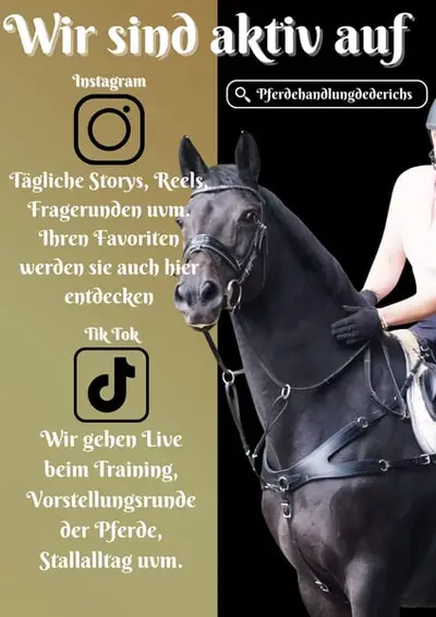 Springlehrpferd intern. platziert
