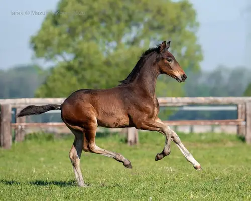 Jeune talent sportif Dream Royal x Pegasus HB